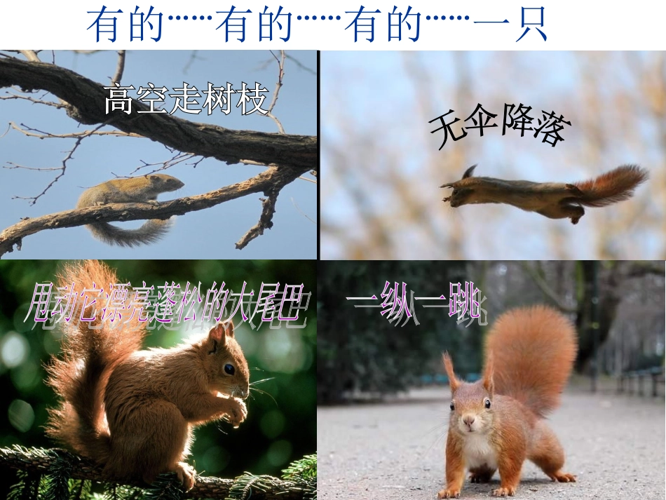 看松鼠做巢ppt_第2页