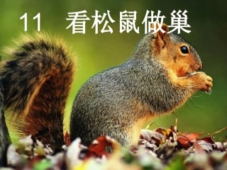 看松鼠做巢ppt