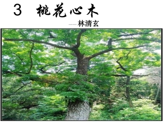 桃花心木演示文稿1