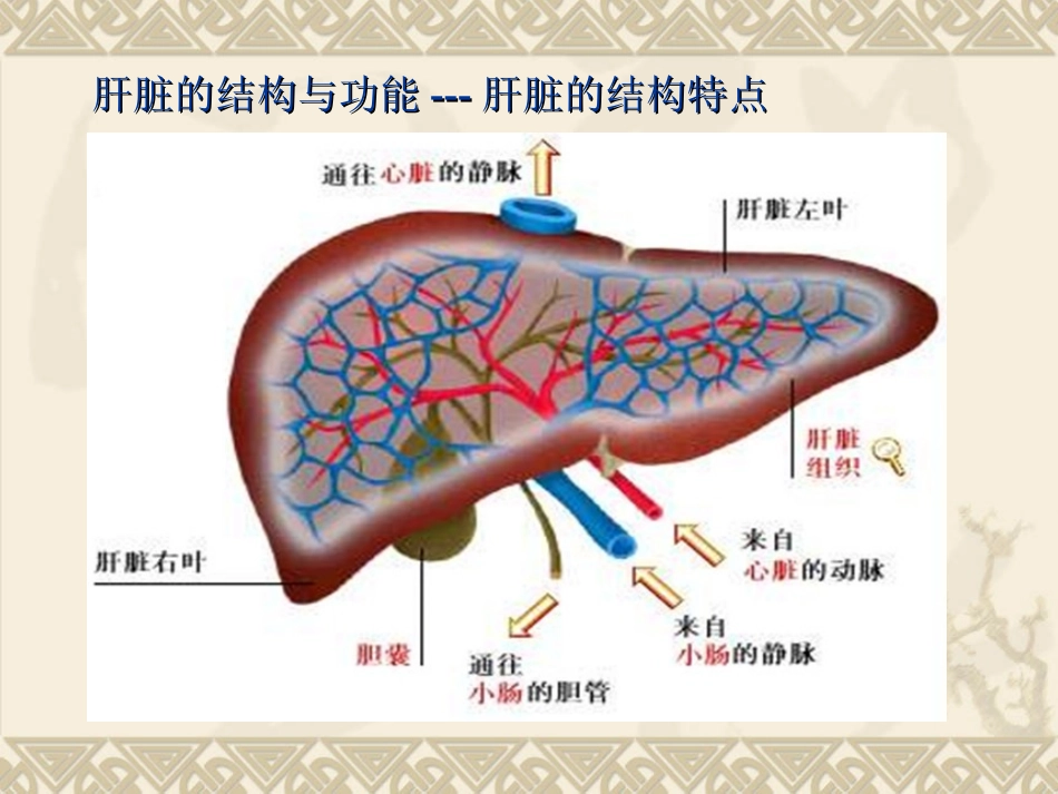 肝脏病常用的实验室检查_第1页