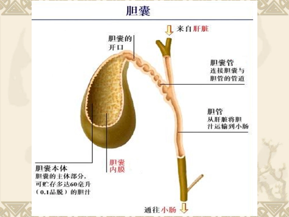 肝脏病常用的实验室检查_第2页