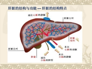 肝脏病常用的实验室检查