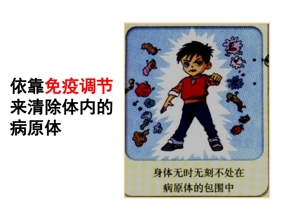 2.4《免疫调节》课件-张荣梅_第2页