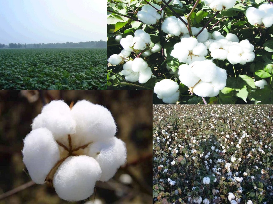 (部编)人教语文2011课标版一年级下册《棉花姑娘》第一课时PPT_第1页