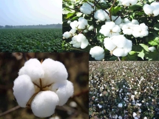 (部编)人教语文2011课标版一年级下册《棉花姑娘》第一课时PPT