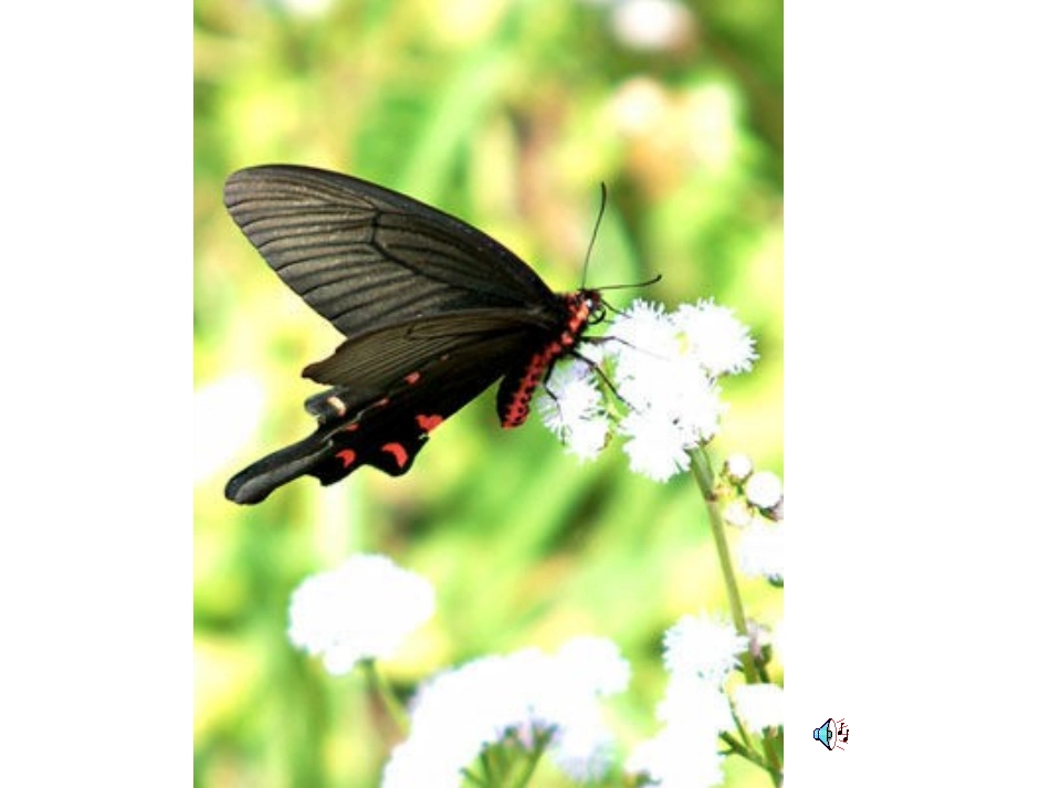 苏教版二年级语文有趣的发现课件ppt_第2页