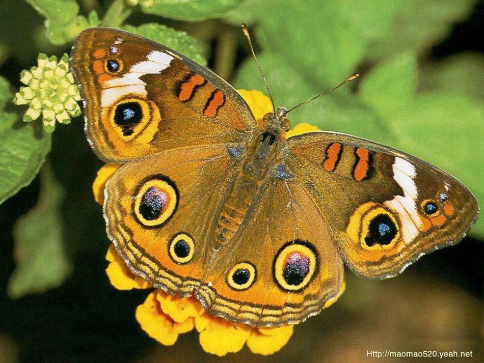 苏教版二年级语文有趣的发现课件ppt_第3页