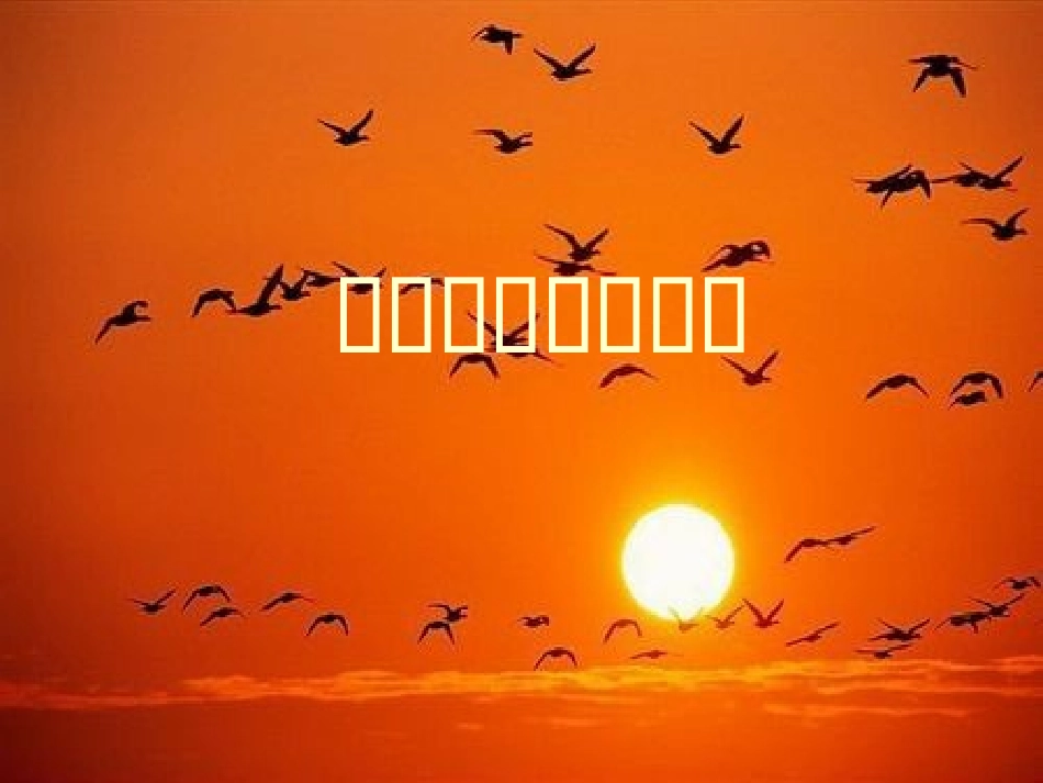 《橙色的画》课件03_第1页