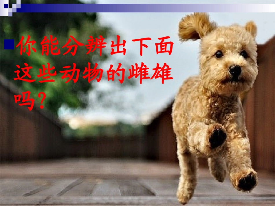 2.7.动物的繁殖活动._第2页