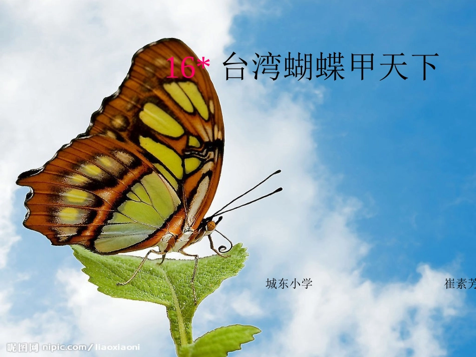 小学四年级上册语文台湾蝴蝶甲天下_第2页