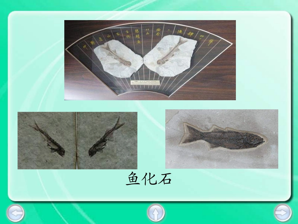 小学语文三年级课件-鱼化石-沪教版_第3页