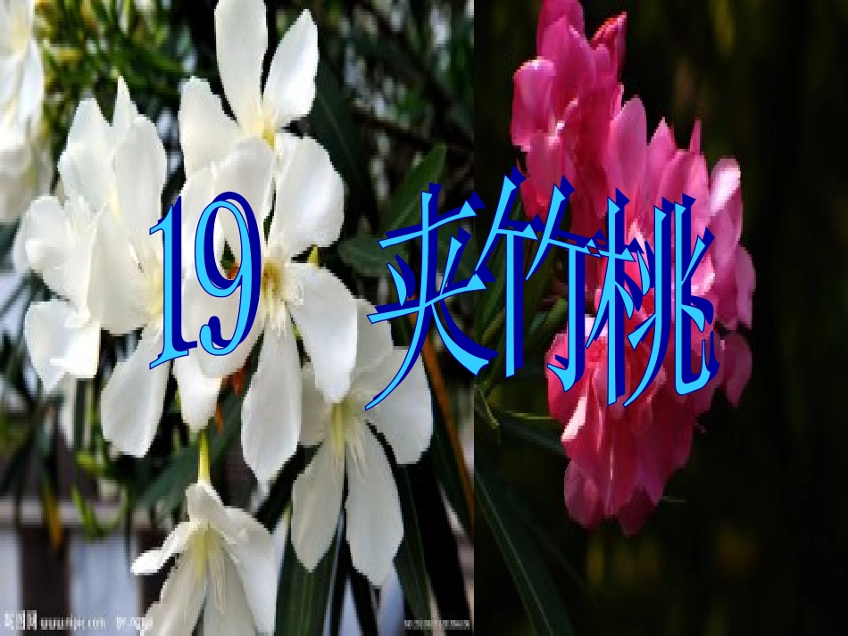 夹竹桃第2课时_第1页