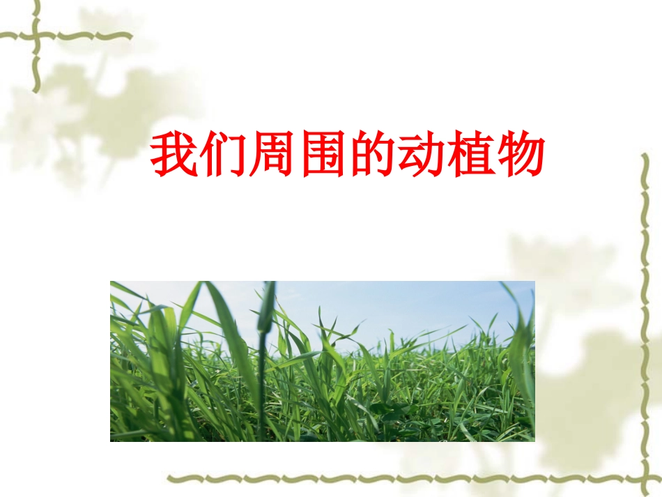 青岛版小学科学课件三年级上《-我们周围的植物》课件_第1页