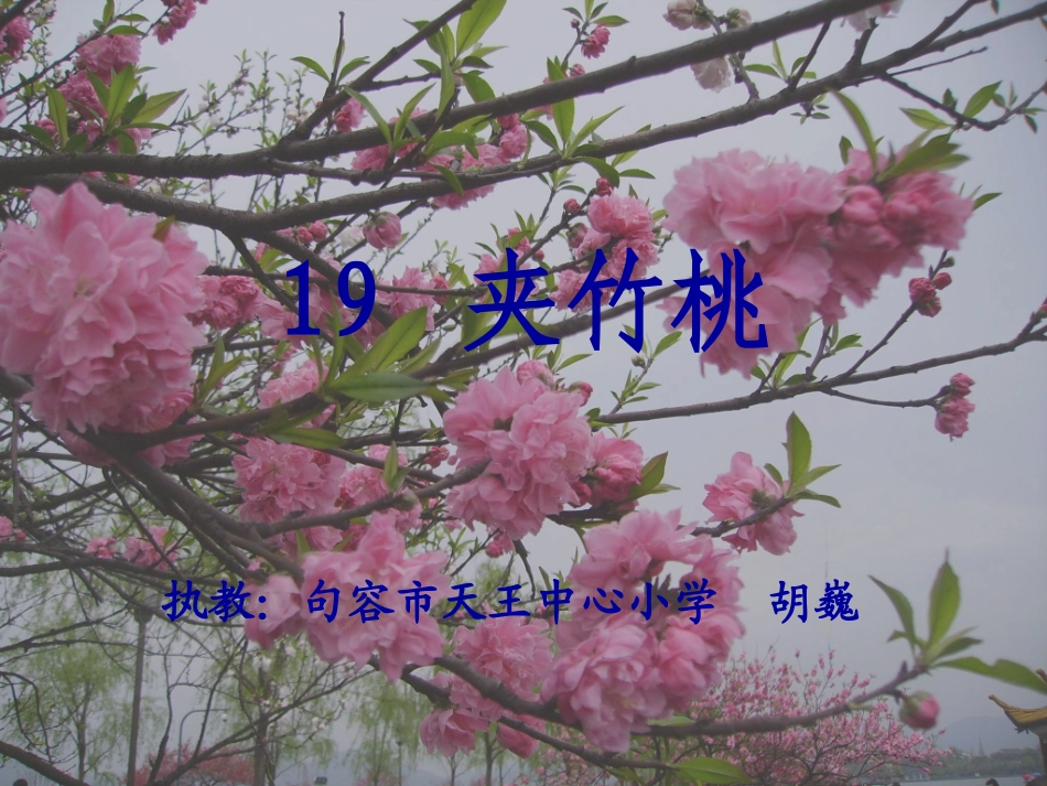 夹竹桃(5.3)_第1页