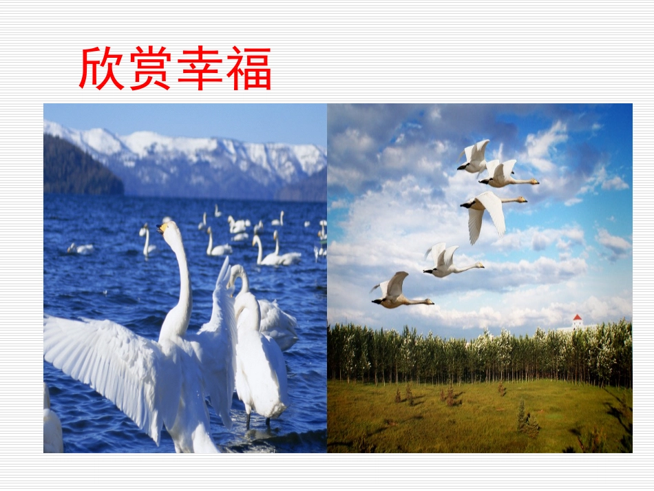 16天鹅的故事._第2页