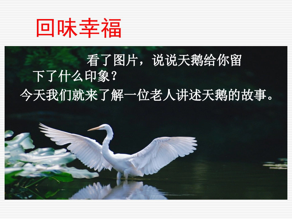 16天鹅的故事._第3页