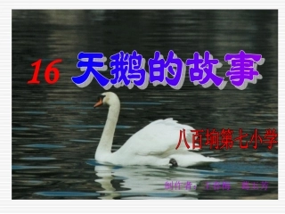 16天鹅的故事.