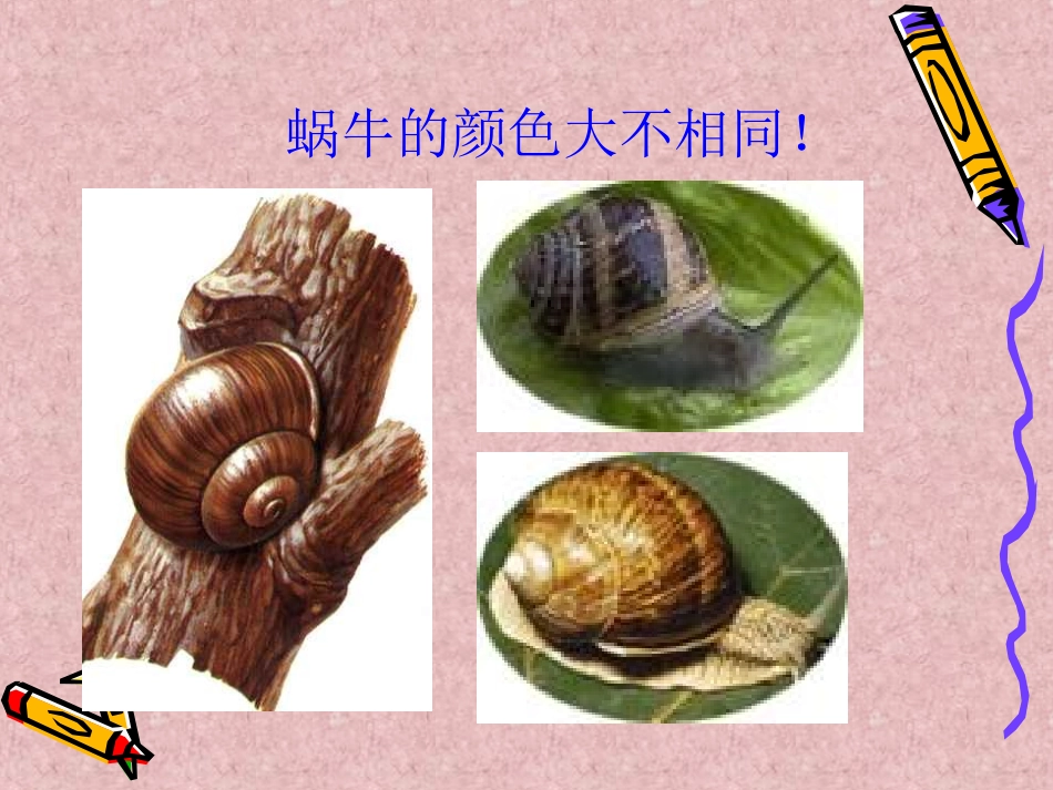 对蜗牛的探究_第3页