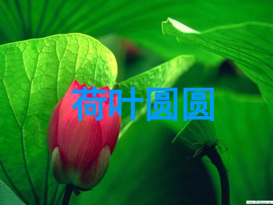 一语下第四组第14课《荷叶圆圆》_第1页