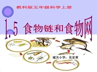 5食物链及食物网课件