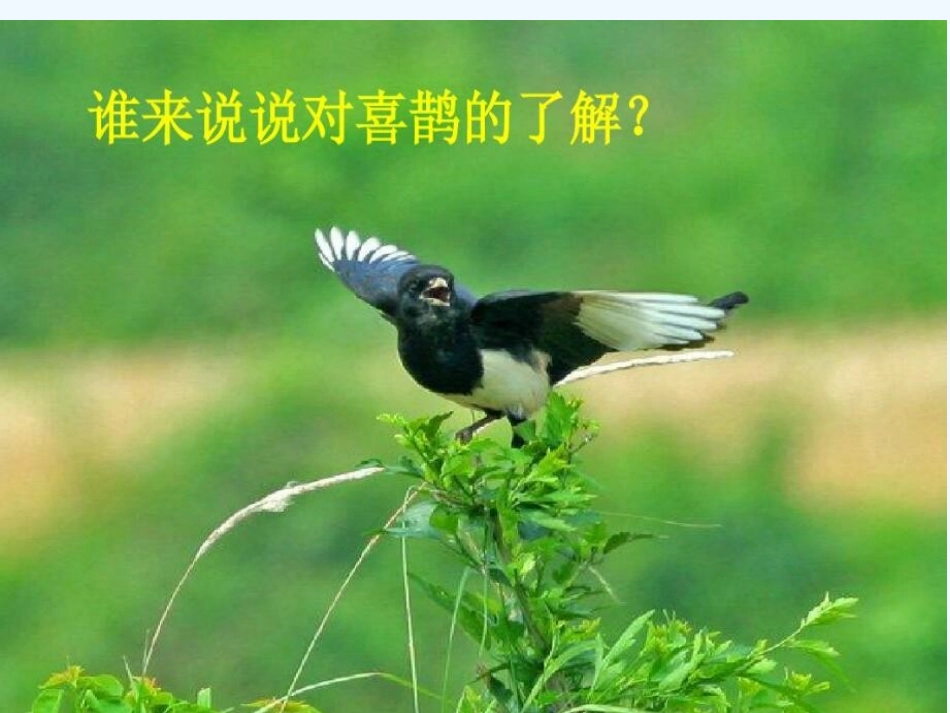 (部编)人教语文2011课标版一年级下册树和喜鹊-(20)_第2页