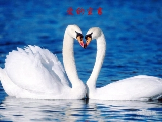 《作为生物的社会》