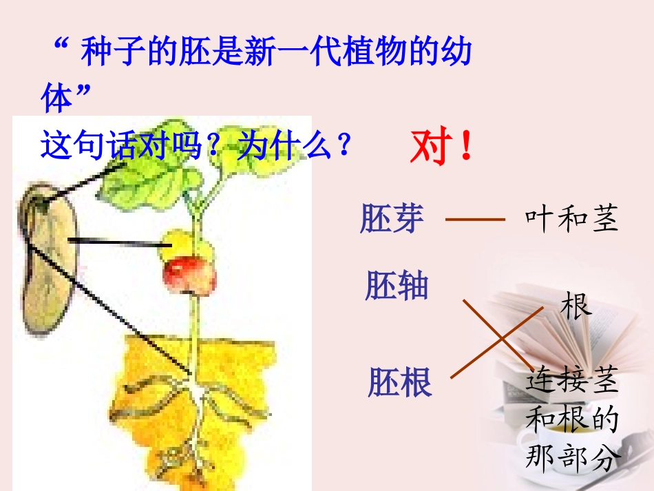 浙江省绍兴县杨汛桥镇中学七年级科学《植物的一生》课件(2)_第2页