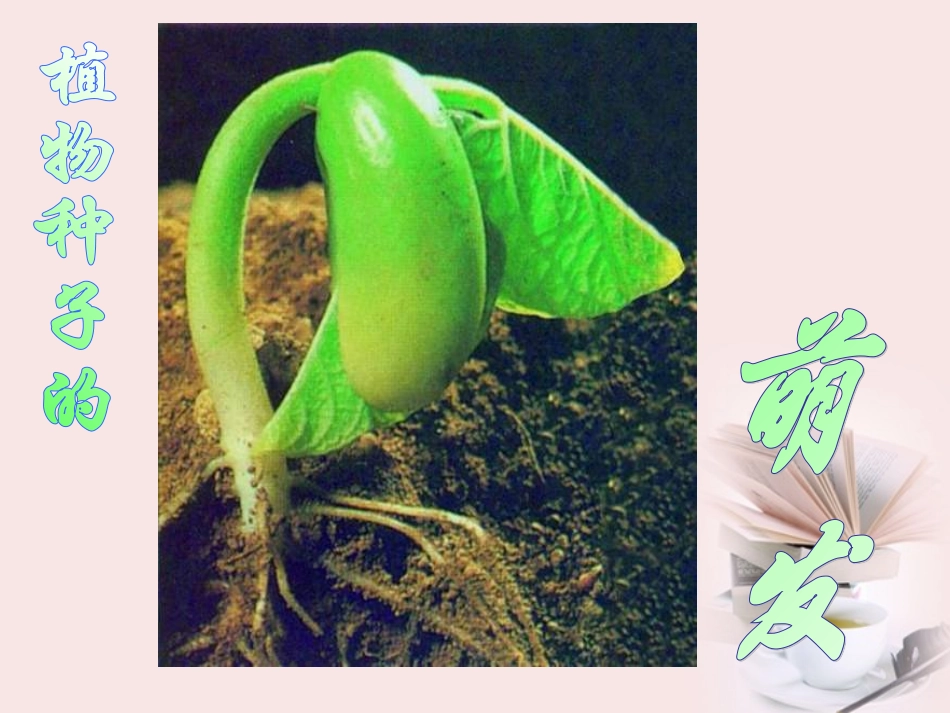 浙江省绍兴县杨汛桥镇中学七年级科学《植物的一生》课件(2)_第3页