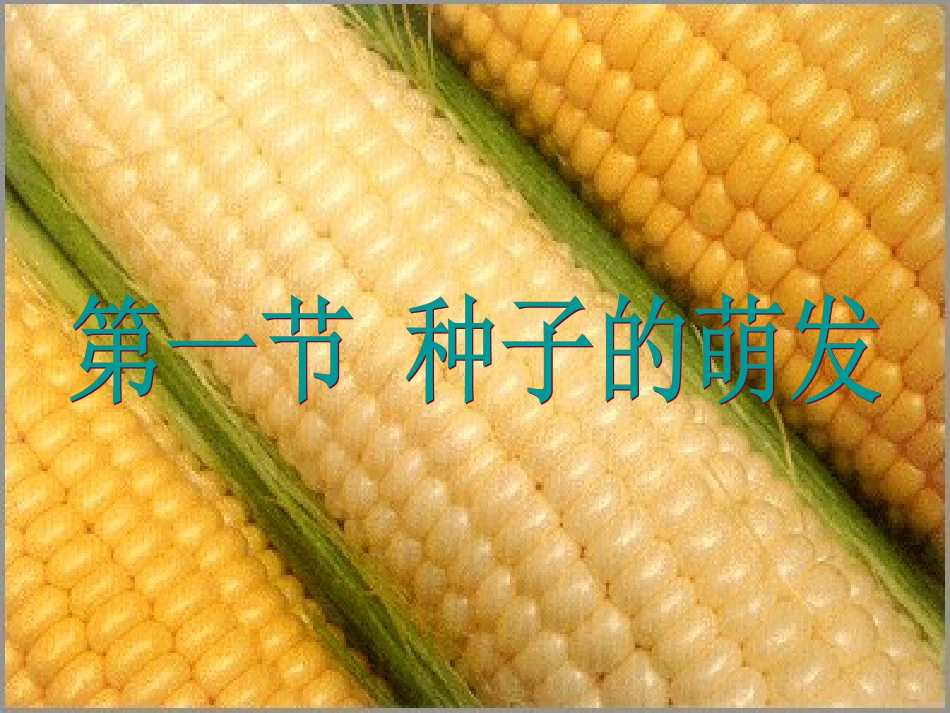 人教版七上第二章第一节种子的萌发(共30张PPT)._第3页