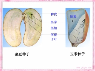 人教版七上第二章第一节种子的萌发(共30张PPT).