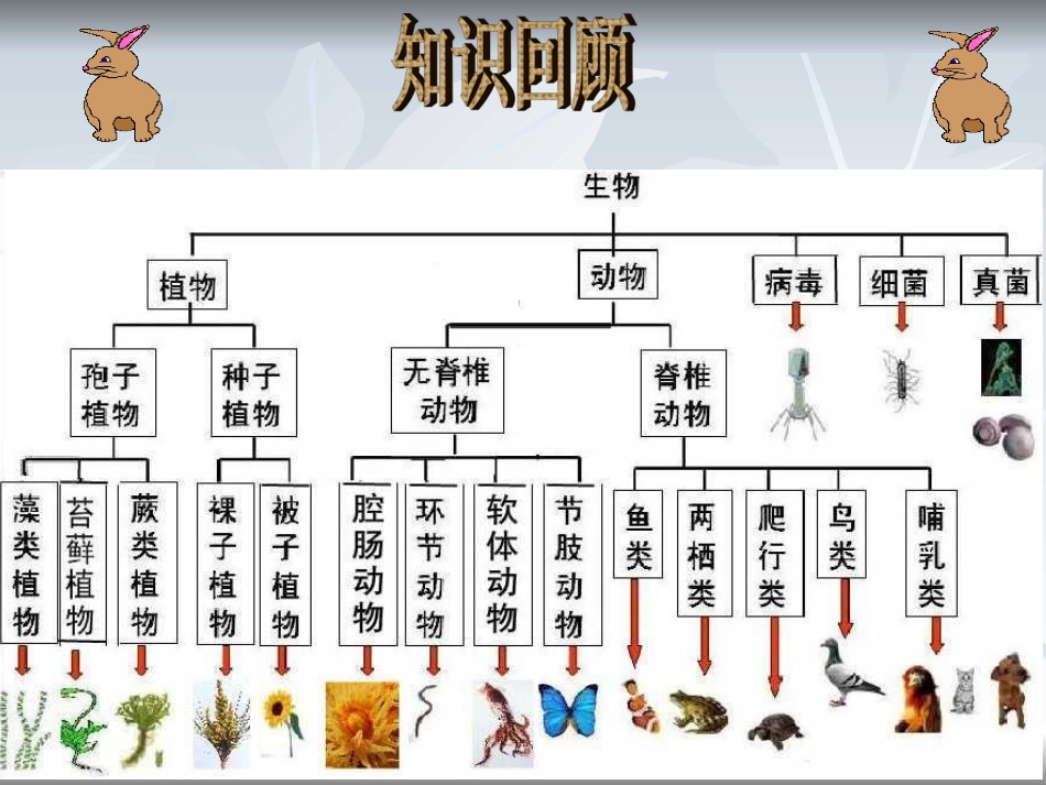 2013年人教版八年级生物上册第六单元第二章《认识生物的多样性》课件_第2页
