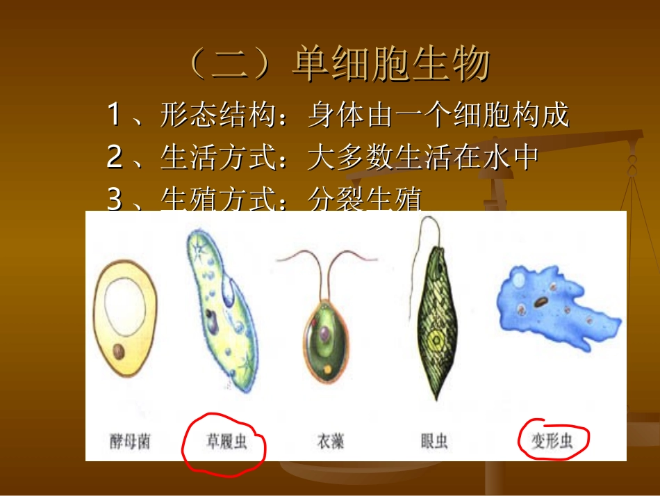 生物体的结构层次_第3页