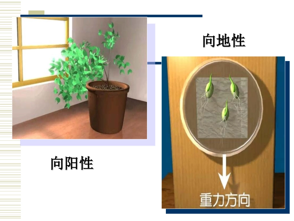 浙江省新安江中学高三生物《植物生命活动的调节》课件2_第2页