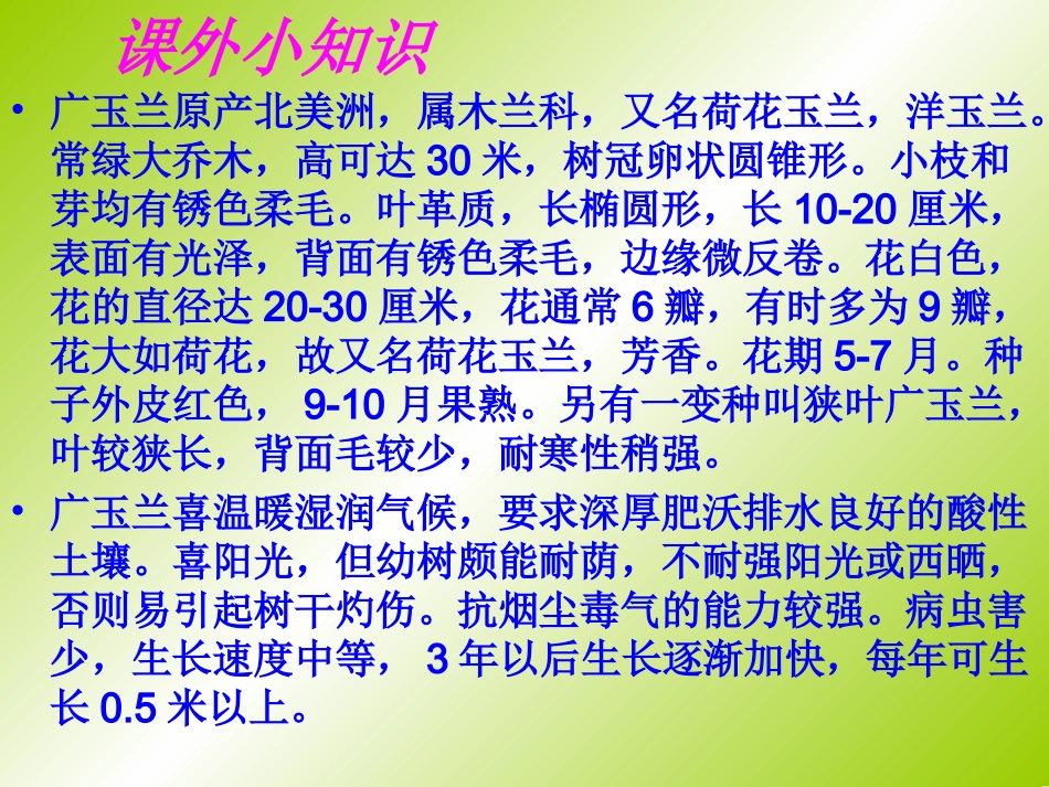 广玉兰[1].ppt_第2页