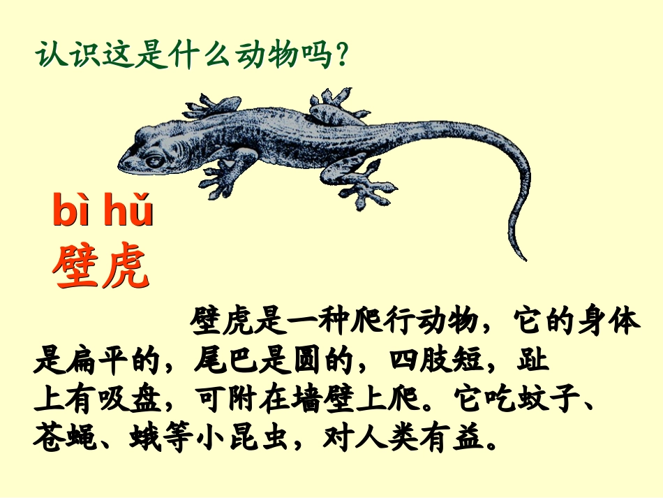 17-小壁虎借尾巴_第1页