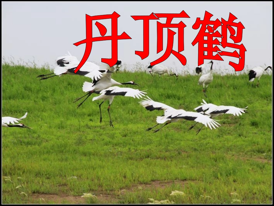 美丽的丹顶鹤_第1页
