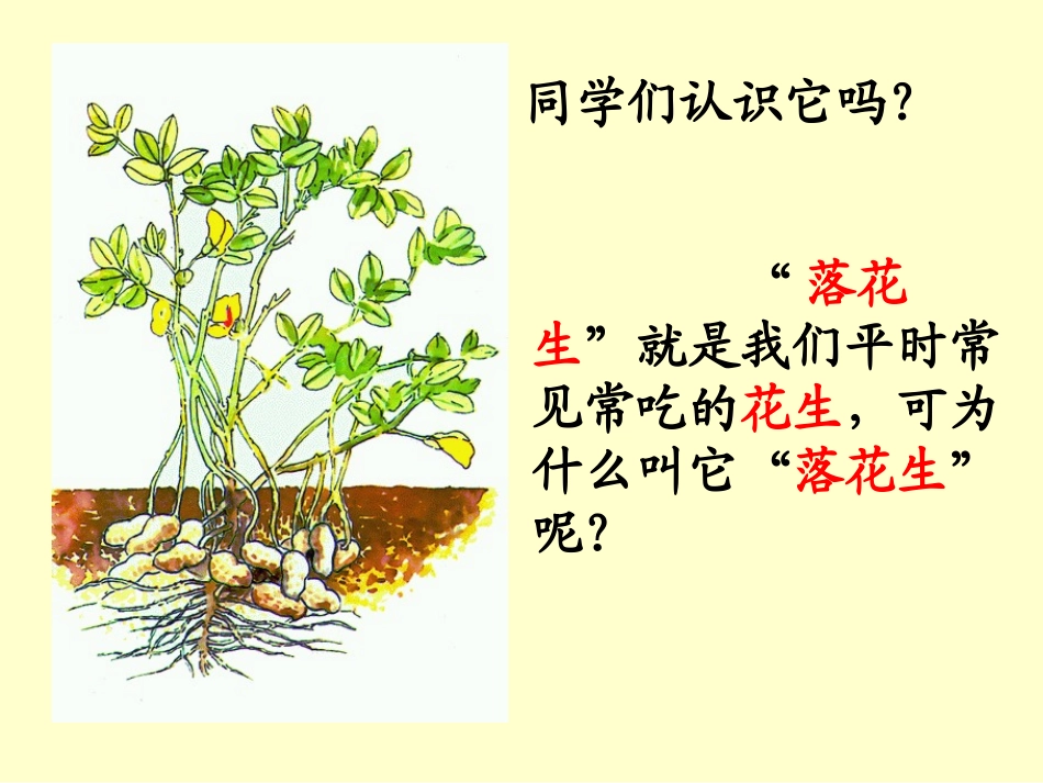《落花生》陈琼飞_第3页