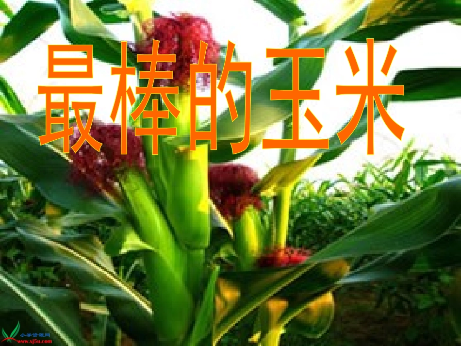 最棒的玉米-1_第1页