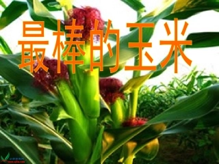 最棒的玉米-1