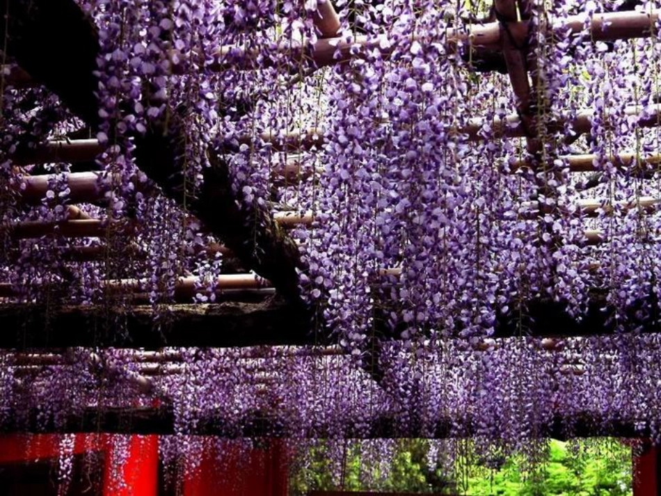 (部编)初中语文人教2011课标版七年级下册17---紫藤萝瀑布-(3)_第2页