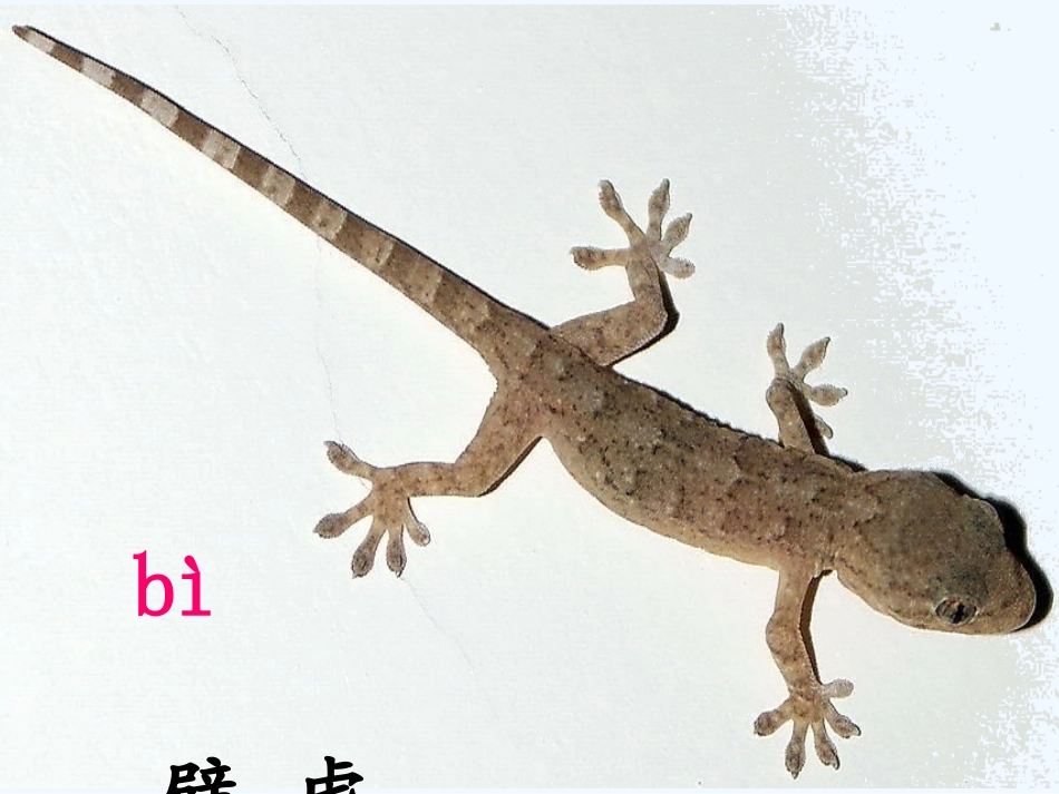 (部编)人教语文2011课标版一年级下册21小壁虎借尾巴-(4)_第2页