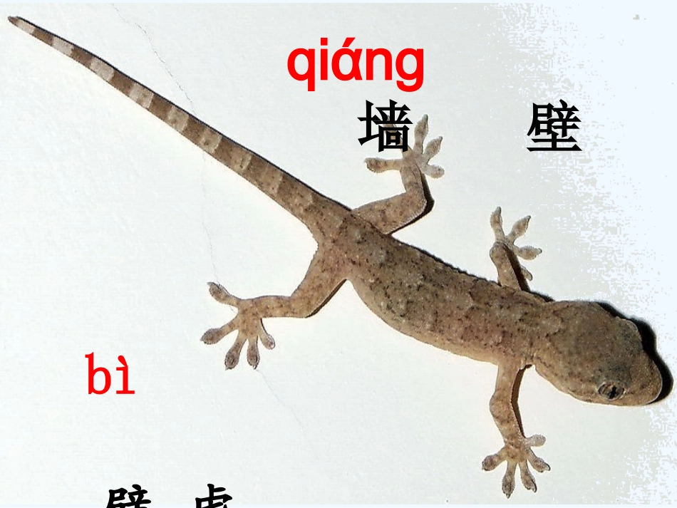 (部编)人教语文2011课标版一年级下册21小壁虎借尾巴-(4)_第3页