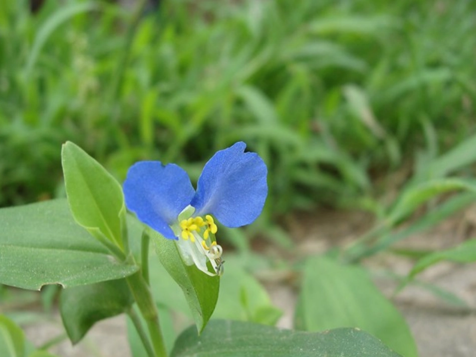《兰花草》课件_第3页