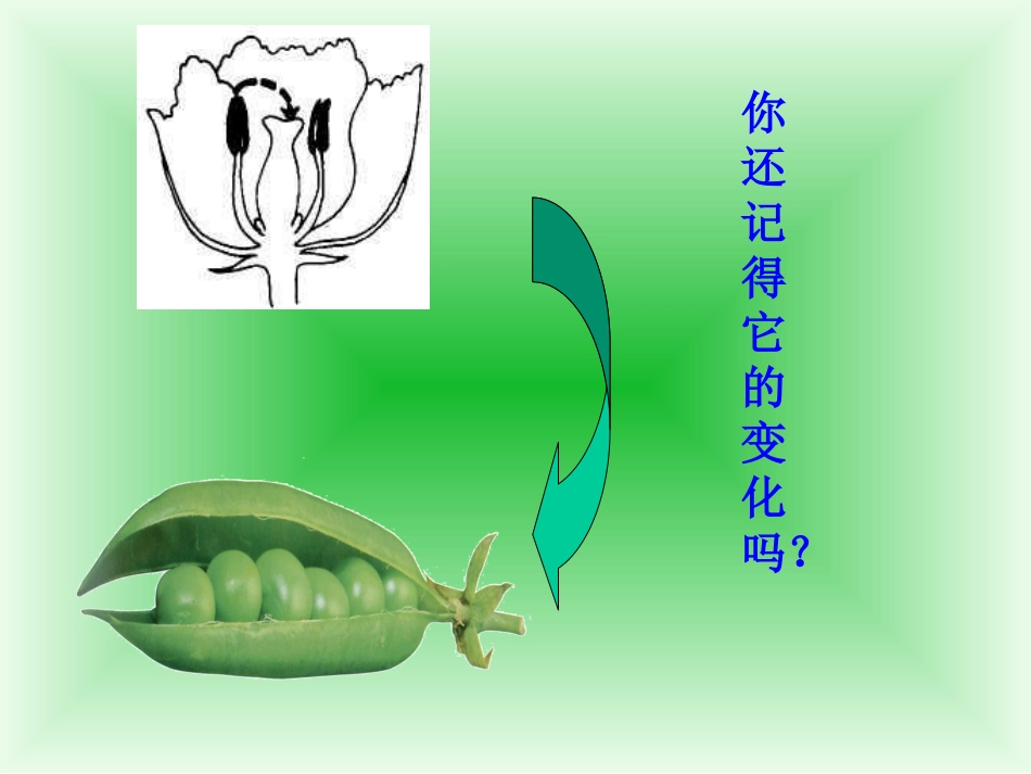 生命延续及进化--浙教版_第1页