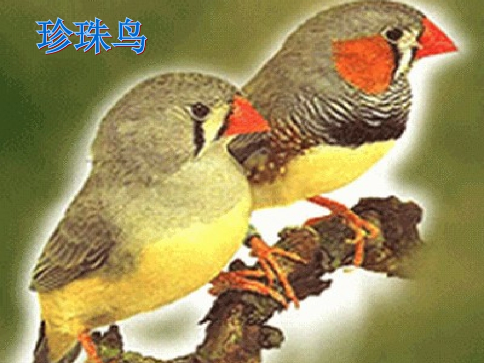 6《珍珠鸟》_第1页