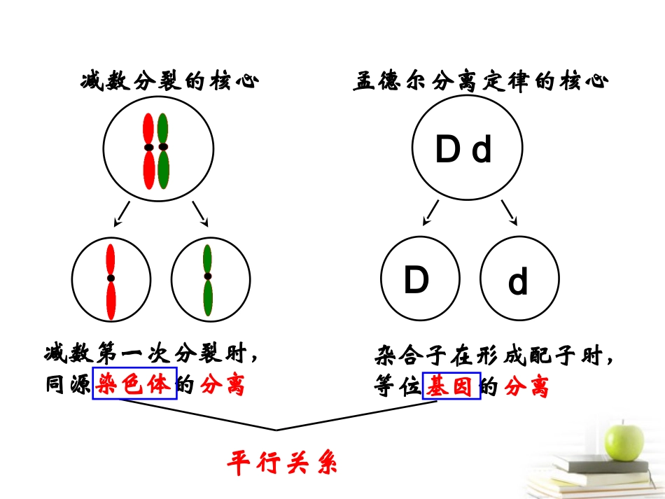 浙江省温州市啸秋中学2011-2012学年生物-遗传的染色体学说课件_第3页