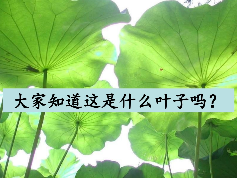 《荷叶圆圆》课件1_第2页