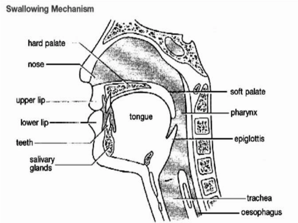 脑卒中后吞咽困难的管理_第3页
