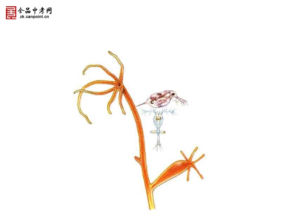 【精品课件】1.1腔肠动物和扁形动物._第2页