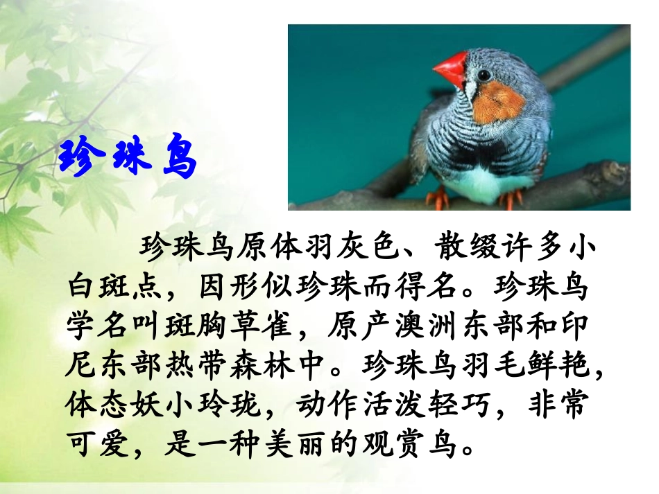 《珍珠鸟》课件1_第3页